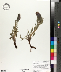 Phacelia sericea var. sericea image