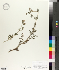 Phacelia ramosissima image