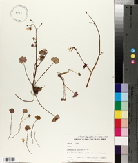 Romanzoffia sitchensis image