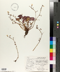 Romanzoffia sitchensis image