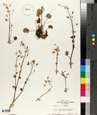 Romanzoffia sitchensis image
