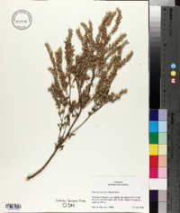 Phacelia linearis image