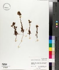 Phacelia intermedia image