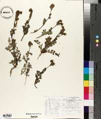 Phacelia infundibuliformis image