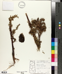 Phacelia franklinii image
