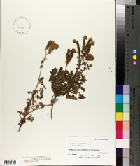 Phacelia congesta image