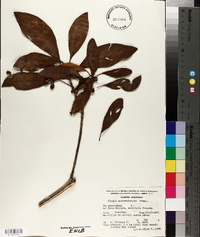 Clusia guatemalensis image