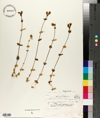 Blackstonia perfoliata image