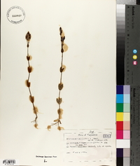 Blackstonia perfoliata image