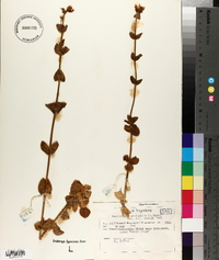 Blackstonia perfoliata image