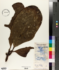 Garcinia dulcis image