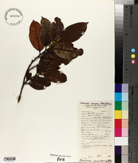 Garcinia venulosa image