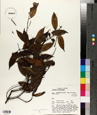 Garcinia terpnophylla image