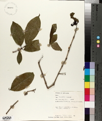 Cratoxylum formosum image