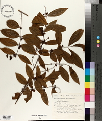 Cratoxylum cochinchinense image