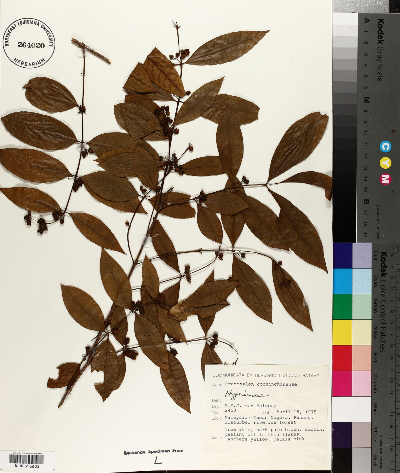 Cratoxylum cochinchinense image