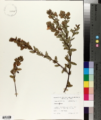 Hypericum stans image