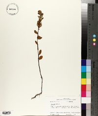 Hypericum crux-andreae image