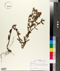 Hypericum crux-andreae image