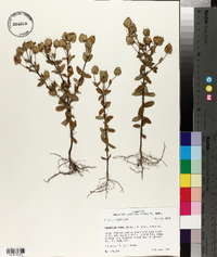 Hypericum stans image