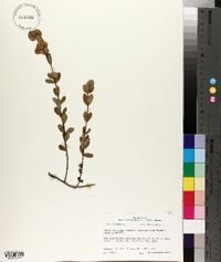 Hypericum crux-andreae image