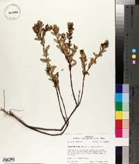 Hypericum crux-andreae image