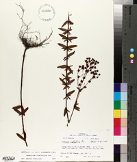 Hypericum cistifolium image