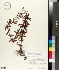 Hypericum cistifolium image