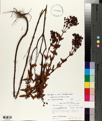 Hypericum cistifolium image