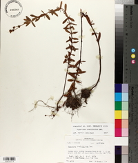 Hypericum cistifolium image