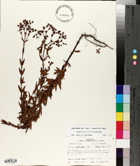 Hypericum cistifolium image