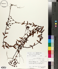 Hypericum cistifolium image