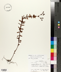 Hypericum cistifolium image