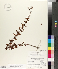 Hypericum cistifolium image