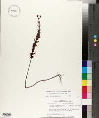 Hypericum cistifolium image