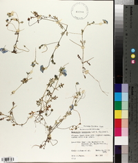 Nemophila menziesii image