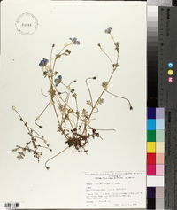 Nemophila menziesii image
