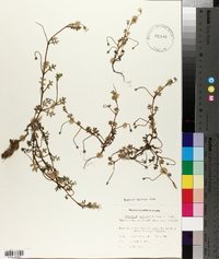Nemophila pedunculata image