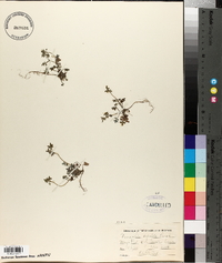 Nemophila sepulta image