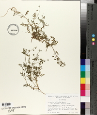 Nemophila pulchella image