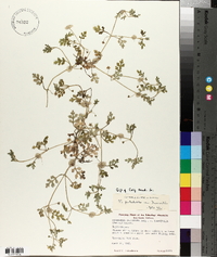 Nemophila pulchella image