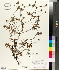 Nemophila phacelioides image