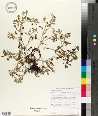 Nemophila pedunculata image
