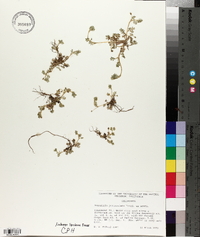 Nemophila pedunculata image