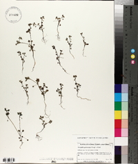 Nemophila pedunculata image