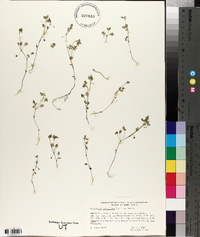 Nemophila parviflora image