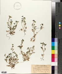 Nemophila menziesii image
