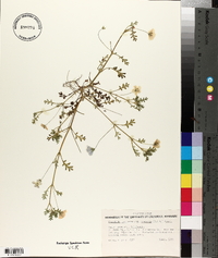 Nemophila menziesii subsp. atomaria image