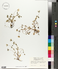 Nemophila menziesii subsp. atomaria image