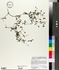 Nemophila menziesii image